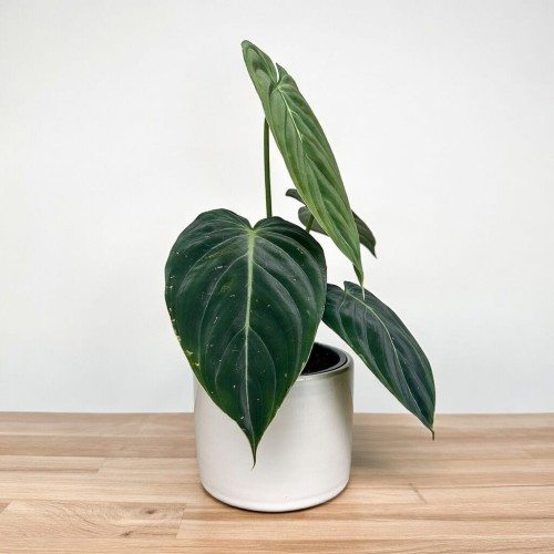 Philodendron Melanochrysum Filodendron P12 #2