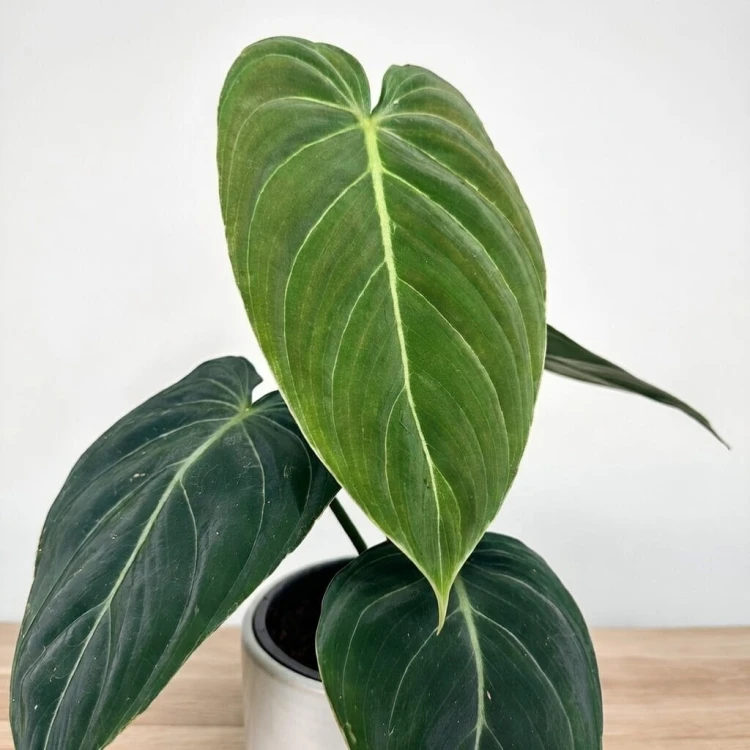 Philodendron Melanochrysum Filodendron P12 #3