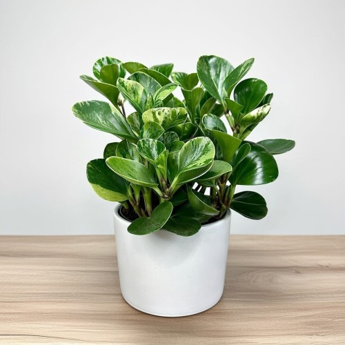 Peperomia obtusifolia Marble Variegata P17 #2