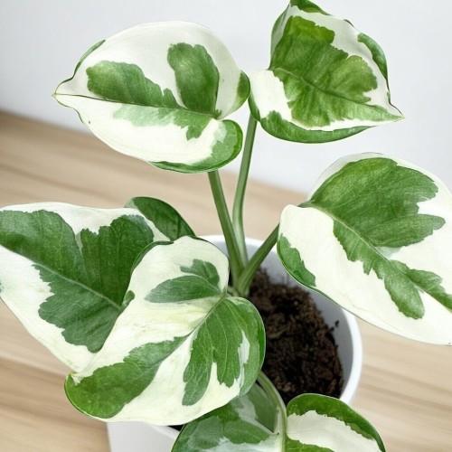 Epipremnum N'Joy P6 #2