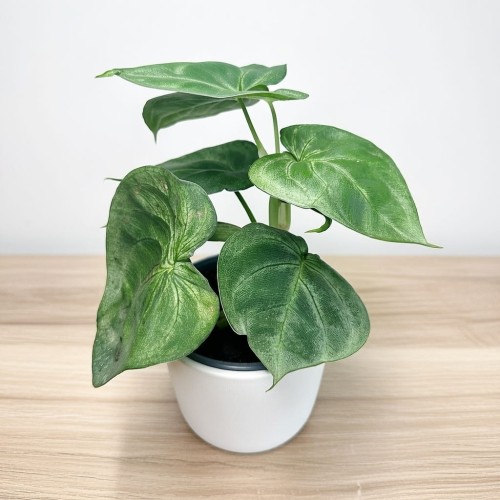 Syngonium Ice Frost Zroślicha P12 #1