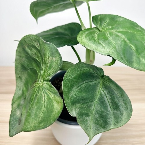 Syngonium Ice Frost Zroślicha P12 #2