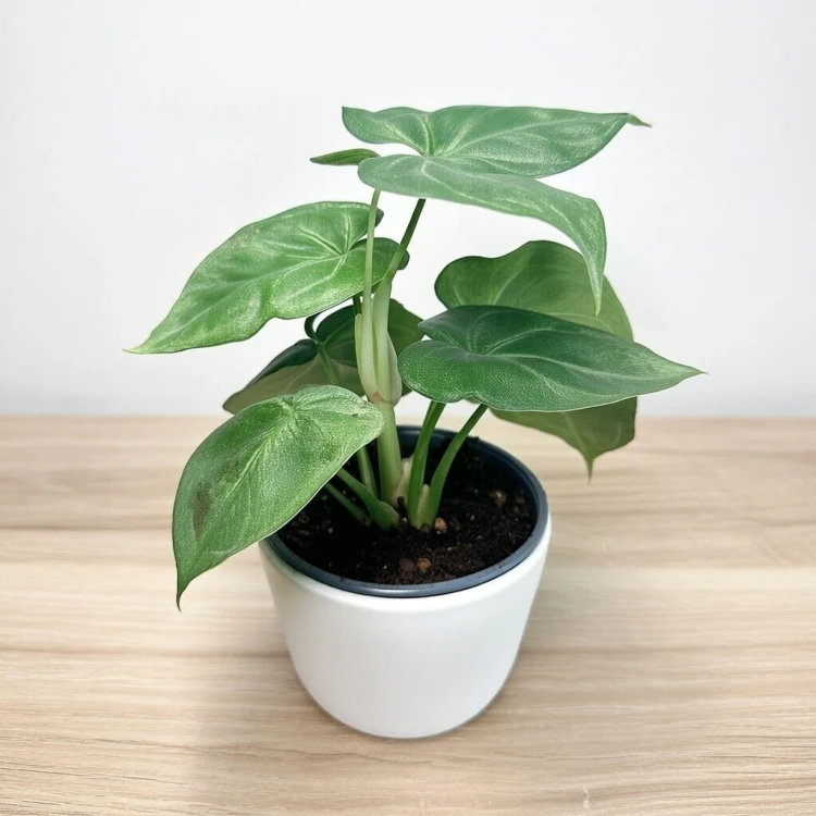 Syngonium Ice Frost Zroślicha P12 #3