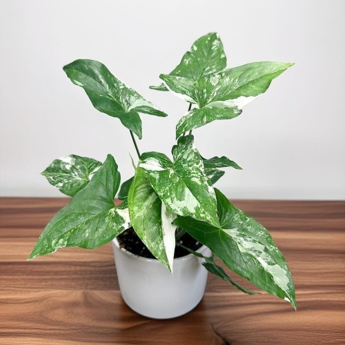 Syngonium Variegata Zroślicha P12 #1