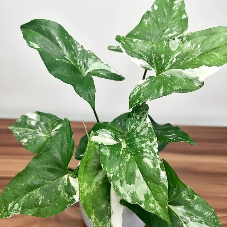 Syngonium Variegata Zroślicha P12 #3