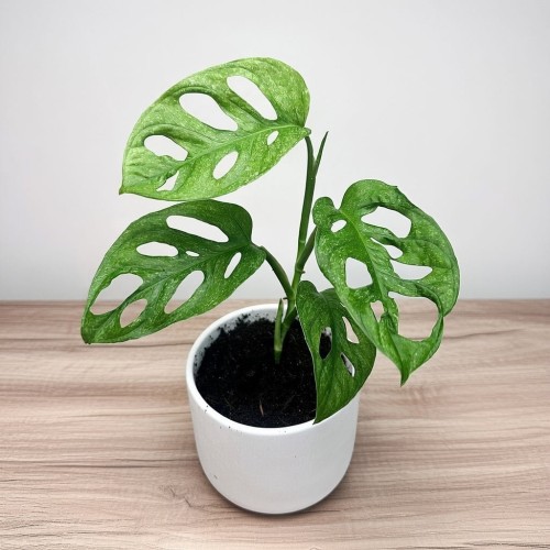 Monstera adansonii Mint P12 #1