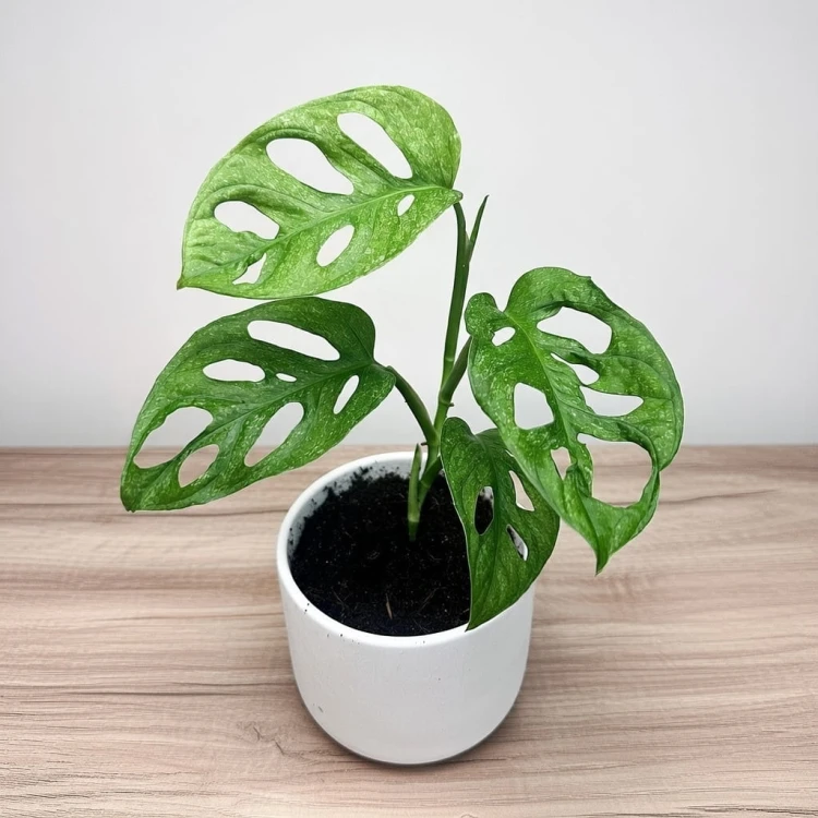 Monstera adansonii Mint P12 #1