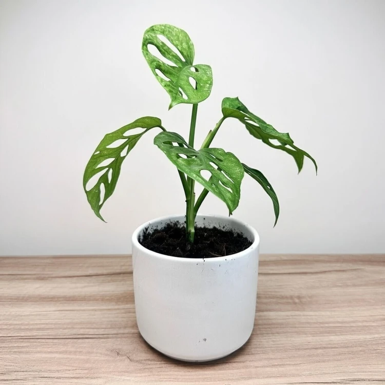 Monstera adansonii Mint P12 #2