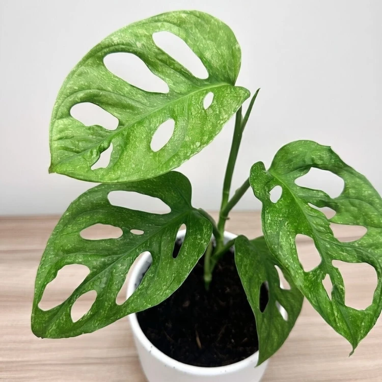 Monstera adansonii Mint P12 #3