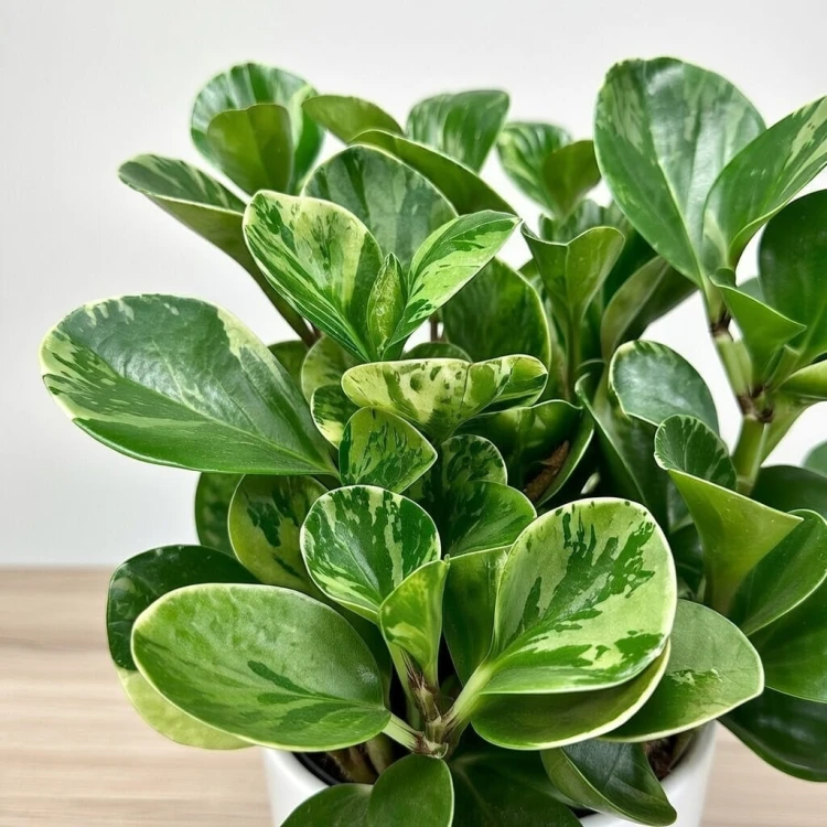 Peperomia obtusifolia Marble Variegata P17 #4