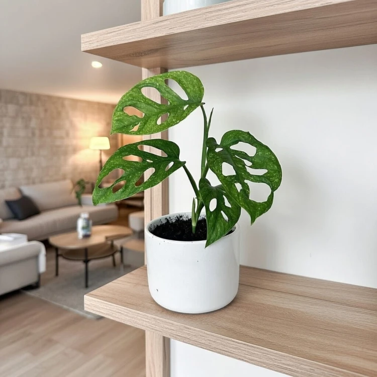 Monstera adansonii Mint P12 #4