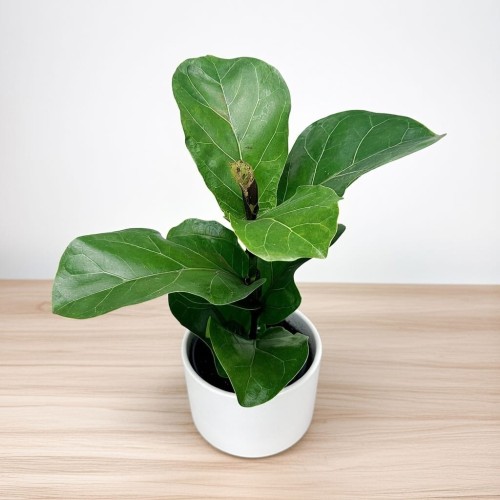 Ficus Lyrata Bambino Fikus Dębolistny Figowiec P12 #1