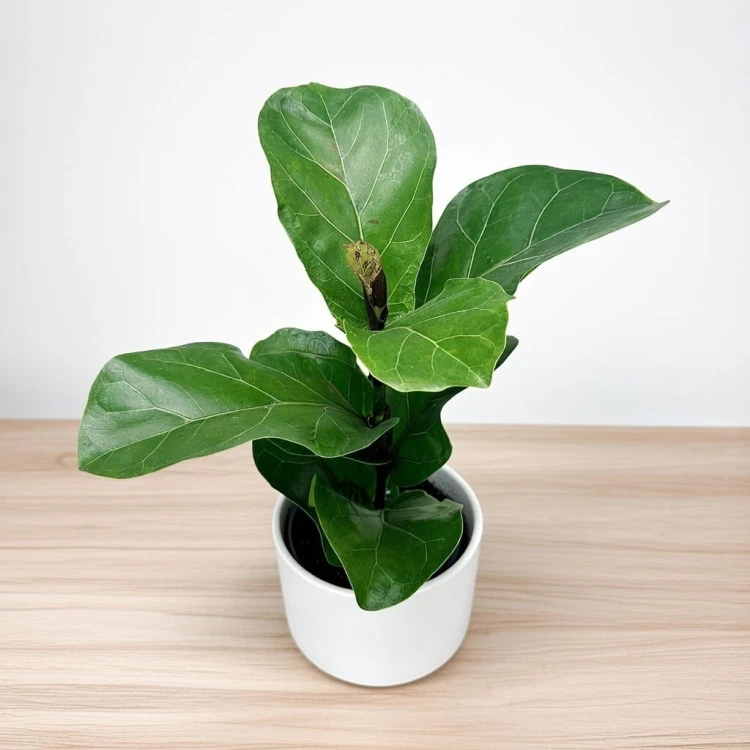 Ficus Lyrata Bambino Fikus Dębolistny Figowiec P12 #1