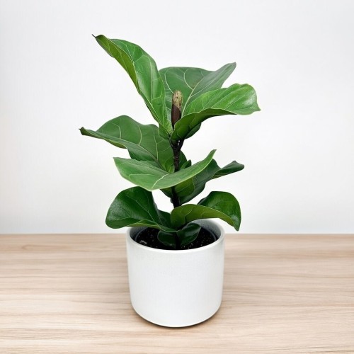 Ficus Lyrata Bambino Fikus Dębolistny Figowiec P12 #2