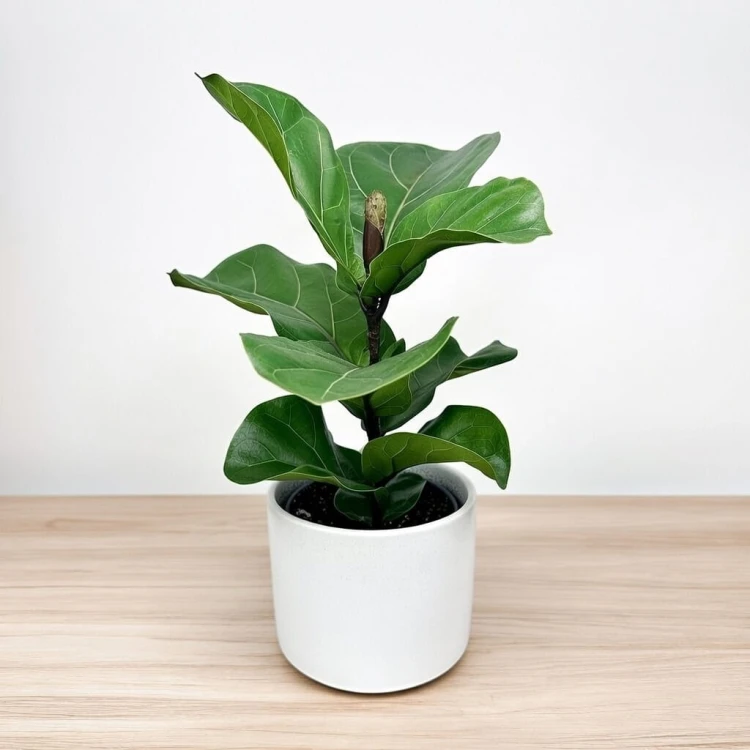 Ficus Lyrata Bambino Fikus Dębolistny Figowiec P12 #2