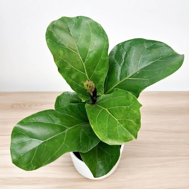 Ficus Lyrata Bambino Fikus Dębolistny Figowiec P12 #3