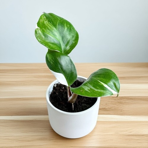 Philodendron White Knight Filodendron P9 #1