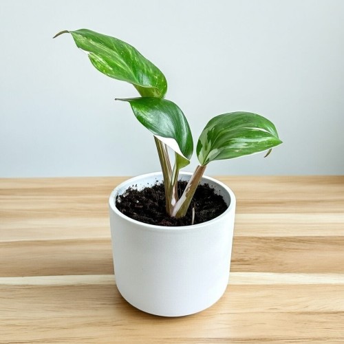 Philodendron White Knight Filodendron P9 #2