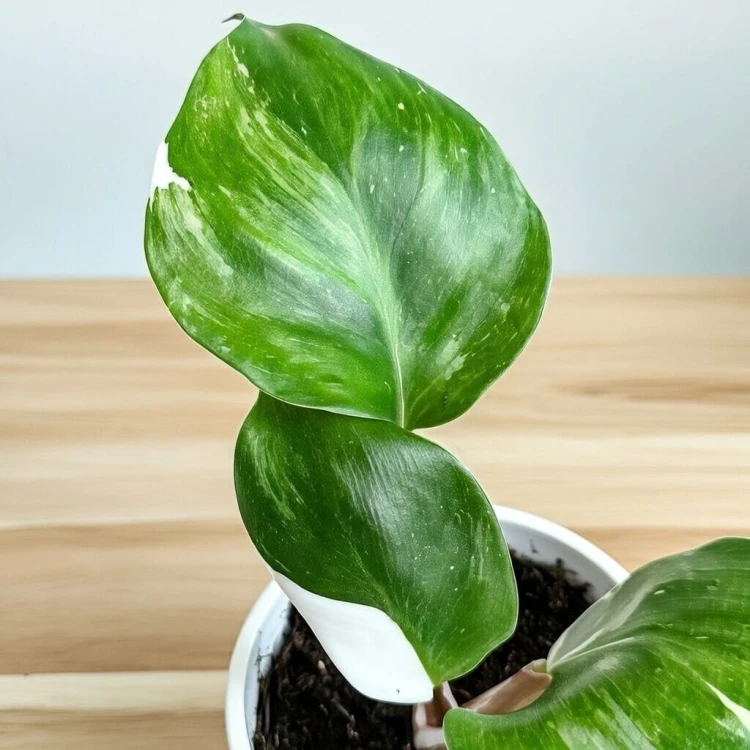 Philodendron White Knight Filodendron P9 #3