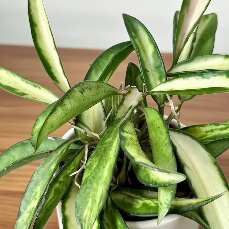 Hoya wayetii Tricolor Hoja P6 #3