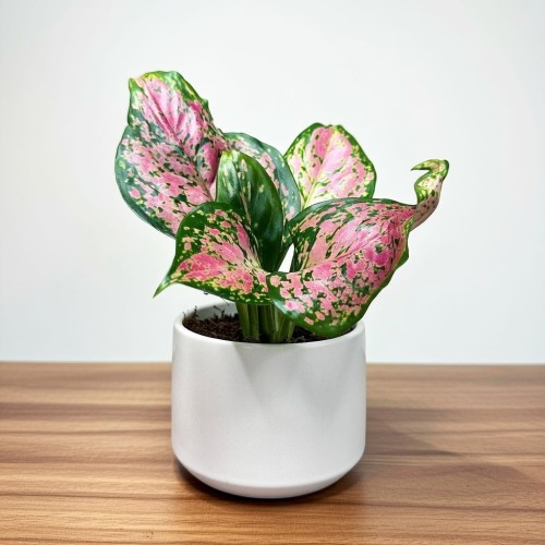 Aglaonema Zircon Red Aglonema P9 #1