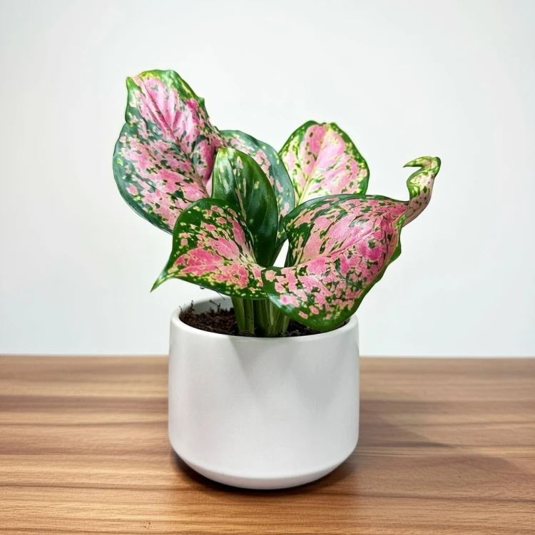 Aglaonema Zircon Red Aglonema P9 #1