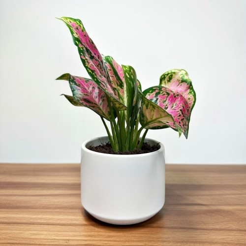 Aglaonema Zircon Red Aglonema P9 #2