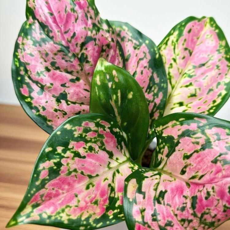 Aglaonema Zircon Red Aglonema P9 #3