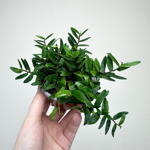 Ficus punctata Panama Fikus #1