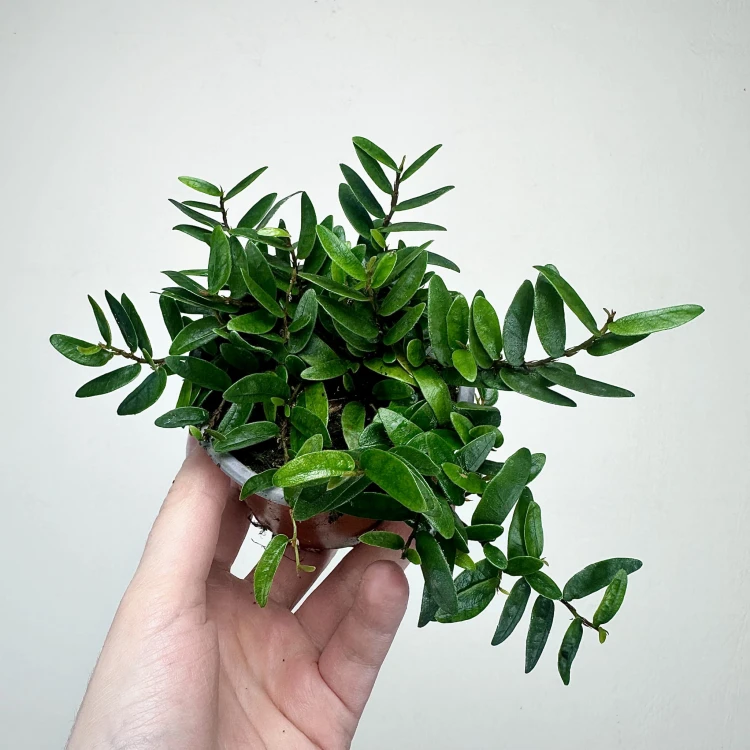 Ficus punctata Panama Fikus #1