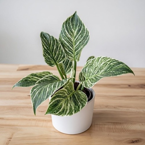 Philodendron Birkin White Measure Filodendron P12 #1