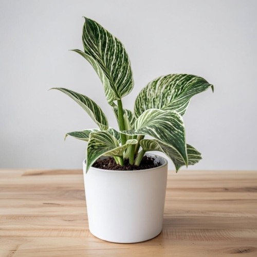 Philodendron Birkin White Measure Filodendron P12 #2