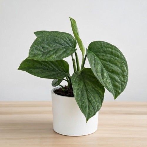 Monstera pinnatipartita P12