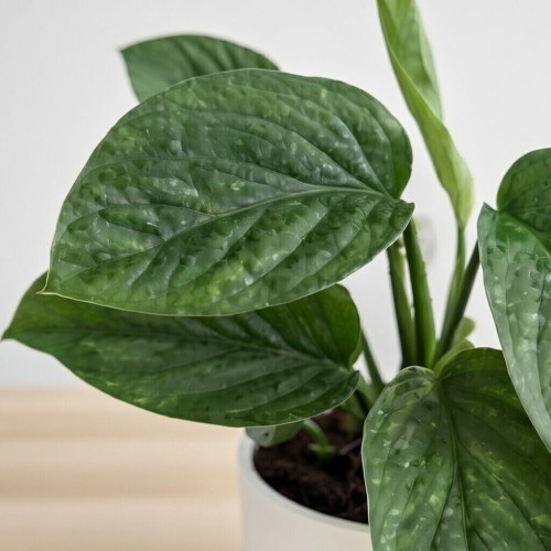 Monstera pinnatipartita P12