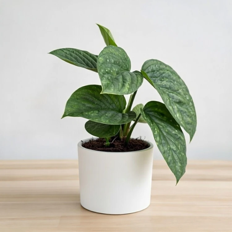 Monstera pinnatipartita P12