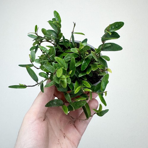 Ficus punctata Panama Fikus #2