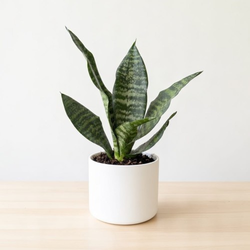 Sansevieria zeylanica Sansewieria P9