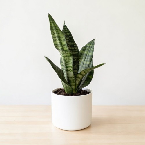 Sansevieria zeylanica Sansewieria P9