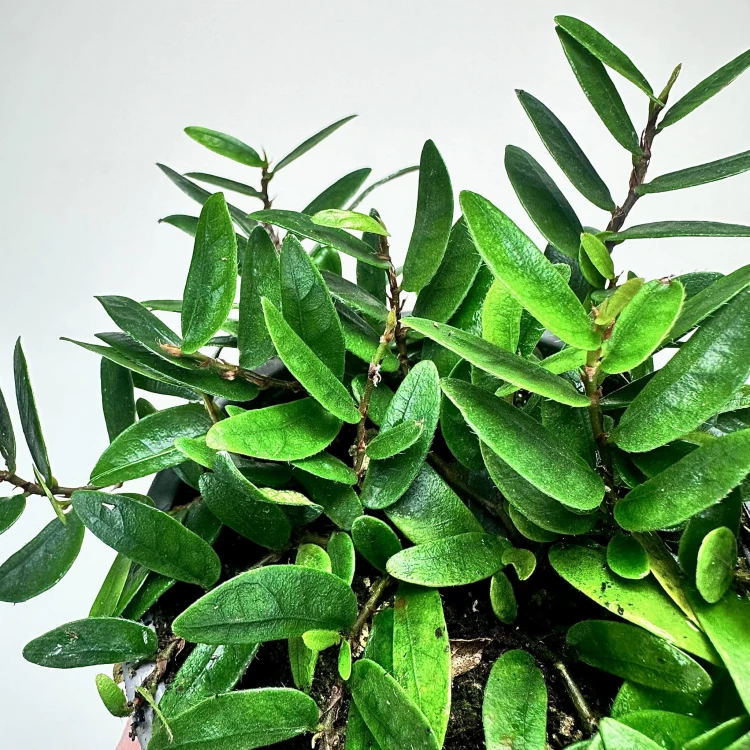 Ficus punctata Panama Fikus #3
