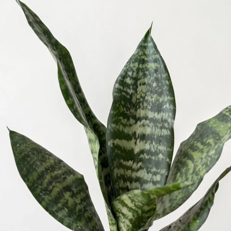 Sansevieria zeylanica Sansewieria P9