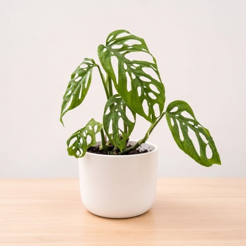 Monstera adansonii var. laniata P11