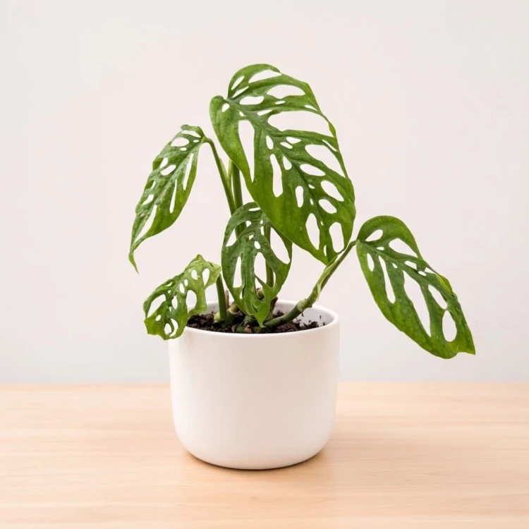 Monstera adansonii var. laniata P11