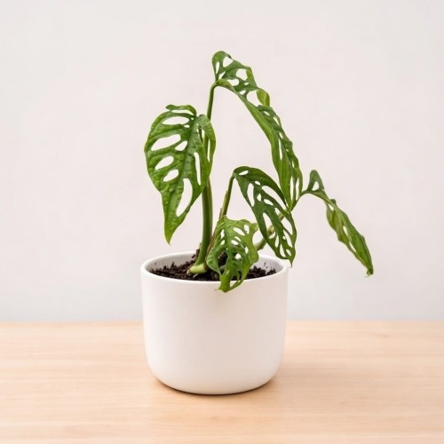 Monstera adansonii var. laniata P11