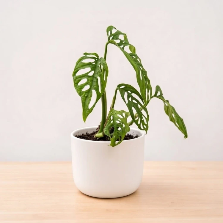 Monstera adansonii var. laniata P11