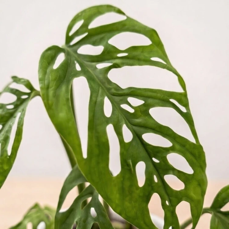 Monstera adansonii var. laniata P11