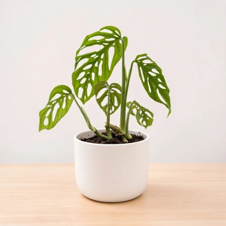 Monstera adansonii var. laniata P11