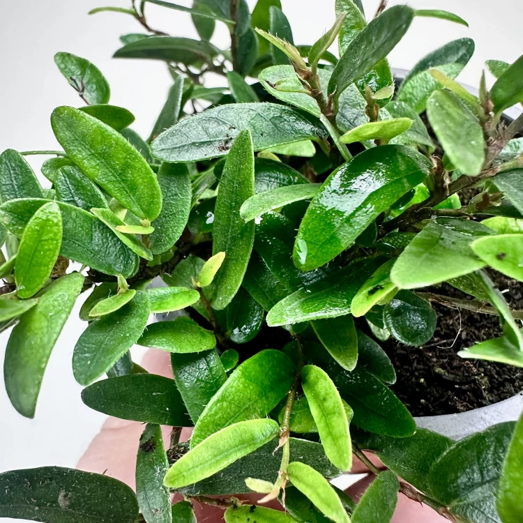 Ficus punctata Panama Fikus #4