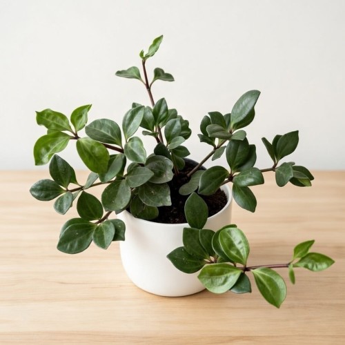 Peperomia Pereskiifolia P12