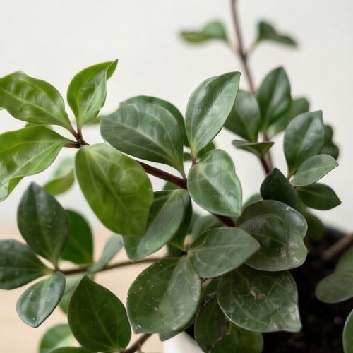 Peperomia Pereskiifolia P12