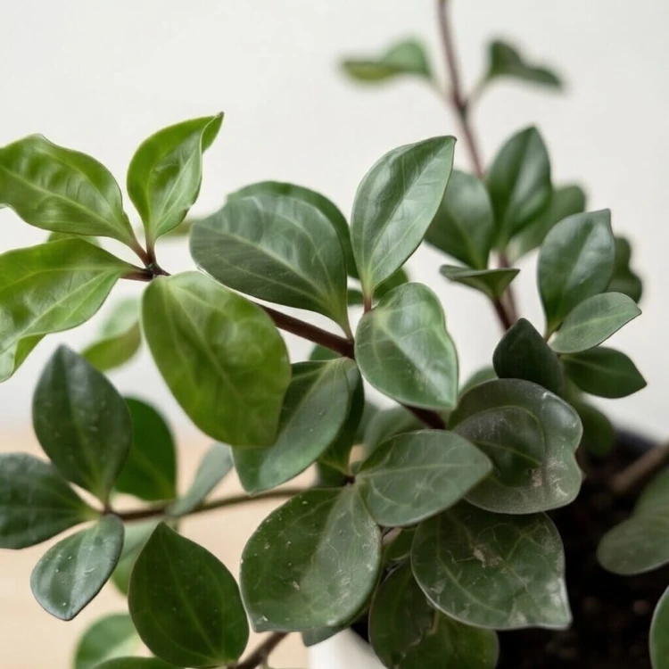 Peperomia Pereskiifolia P12